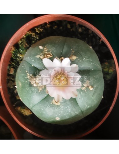 Peyote cato (Lophophora Williamsii)