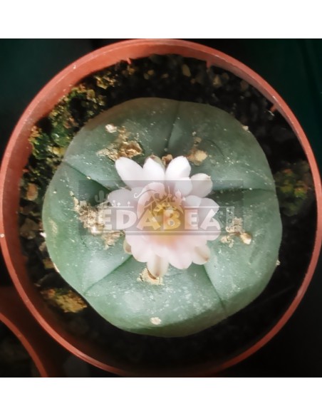 Peyote cato (Lophophora Williamsii)