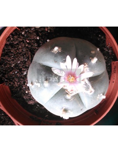 Peyote cato (Lophophora Williamsii)