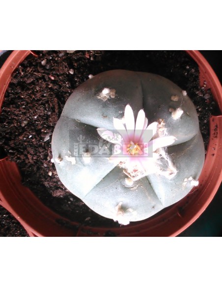Peyote cactus (Lophophora Williamsii)