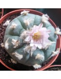 Kaktus Peyote