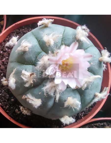 Peyote cactus (Lophophora Williamsii)