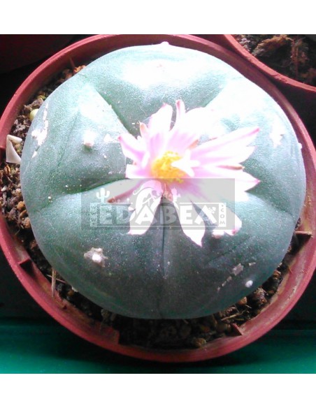 Peyote cactus (Lophophora Williamsii)