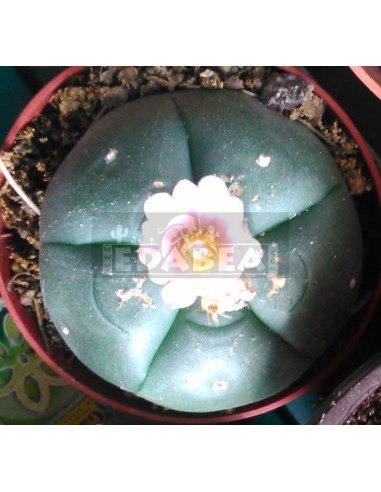Peyote-Kaktus
