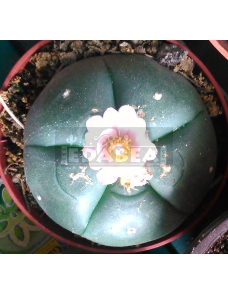 Cactus peyotl (Lophophora Williamsii)