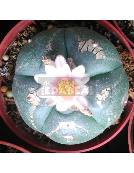 Peyote-Kaktus