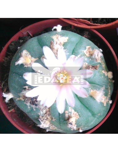 Peyote cactus (Lophophora Williamsii)