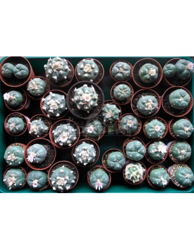 Cactus peyotl (Lophophora Williamsii)