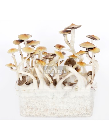 Kit funghi XL B+