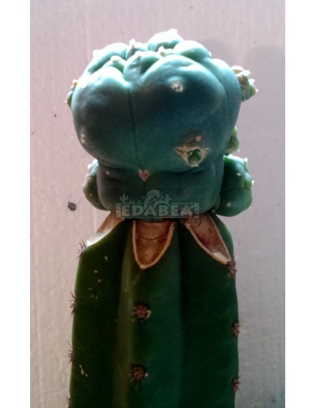 Peyote grafted in San Pedro