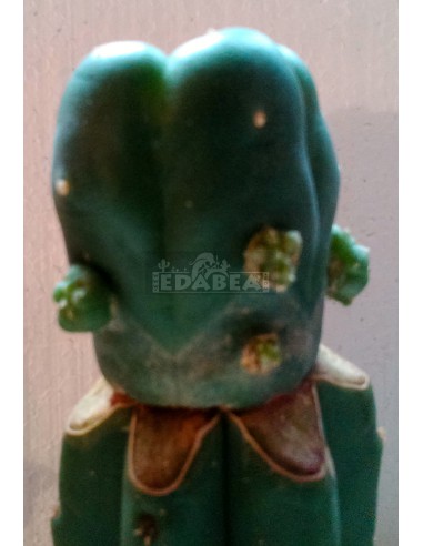 Peyote innestato a San Pedro