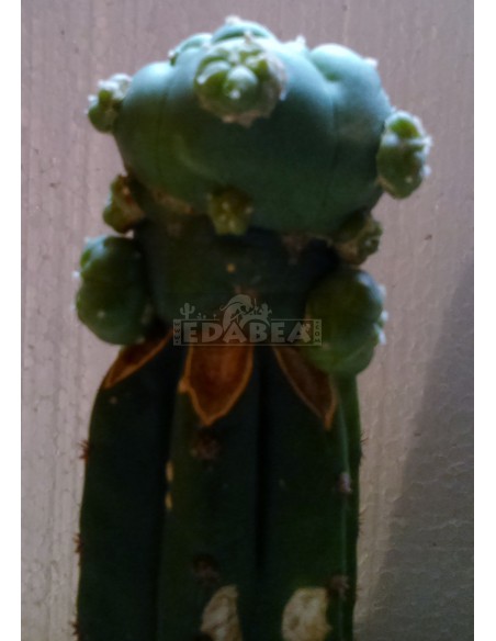 Peyote veredelt in San Pedro