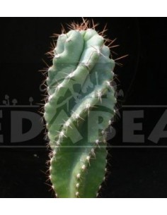 Trichocereus Peruvianus Tortuosus
