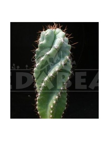 Trichocereus Peruvianus Tortuosus