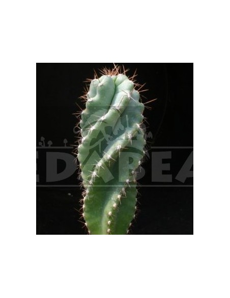 Trichocereus Peruvianus Tortuosus