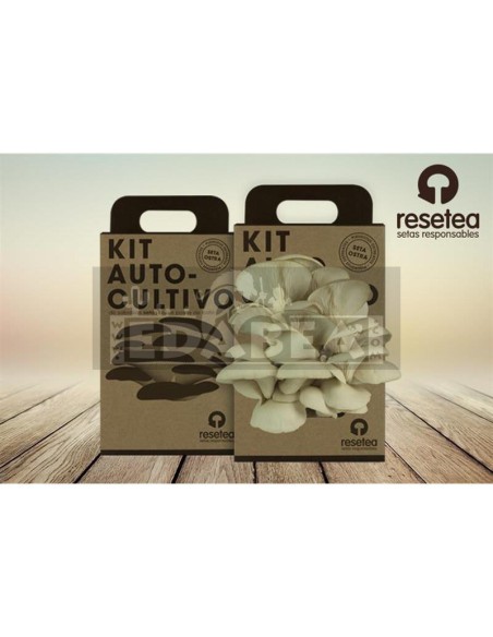 Kit de cultivo de cogumelos ostra