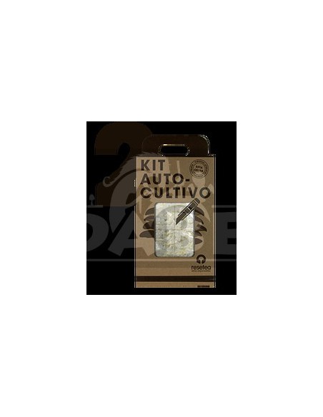 Kit de cultivo de cogumelos ostra