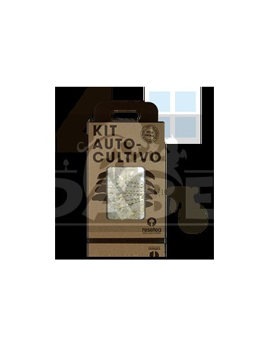 Kit per la coltivazione di funghi ostrica