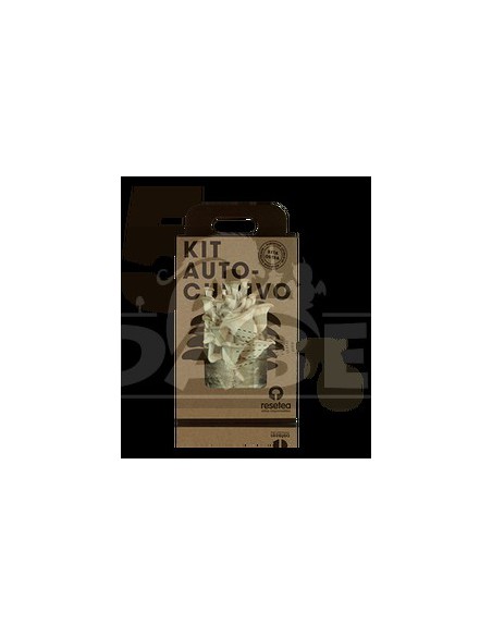 Kit de cultivo de cogumelos ostra