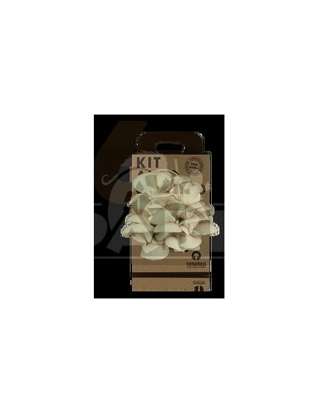 Oyster mushroom cultivation kit