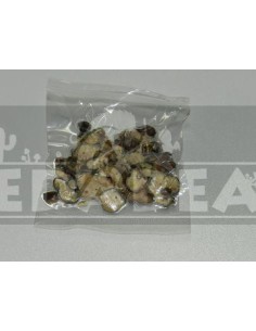 Trufa psilocybe atlantis 15 grs.