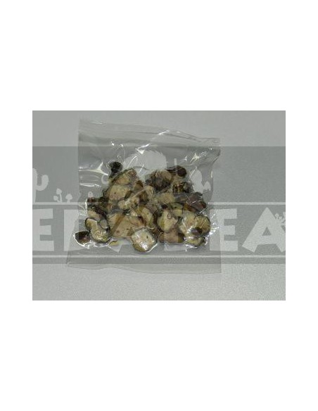 Trufa psilocybe atlantis 15 grs.