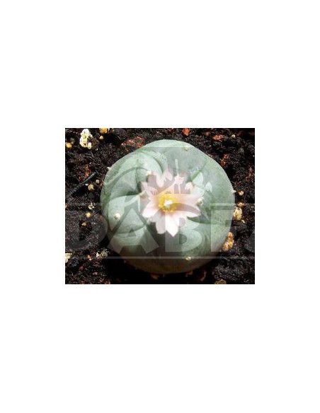 Peyote 10 semi