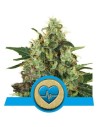 CBD Cannabis Samen