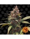 Graines de marijuana