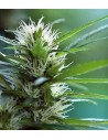 Feminisiert Marihuana Samen