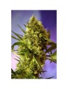Autoflowering Hanfsamen