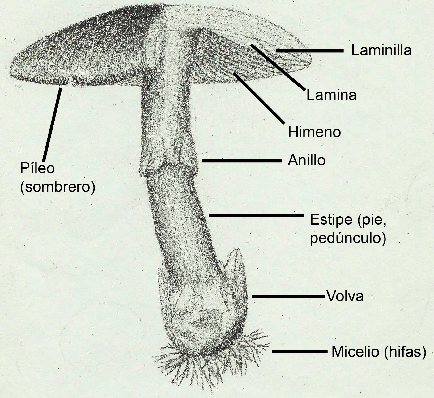3. Partes de un hongo, en concreto, de Amanita Cesarea (Zoram.hakaan, CC BY- SA 3.0, Wikipedia)