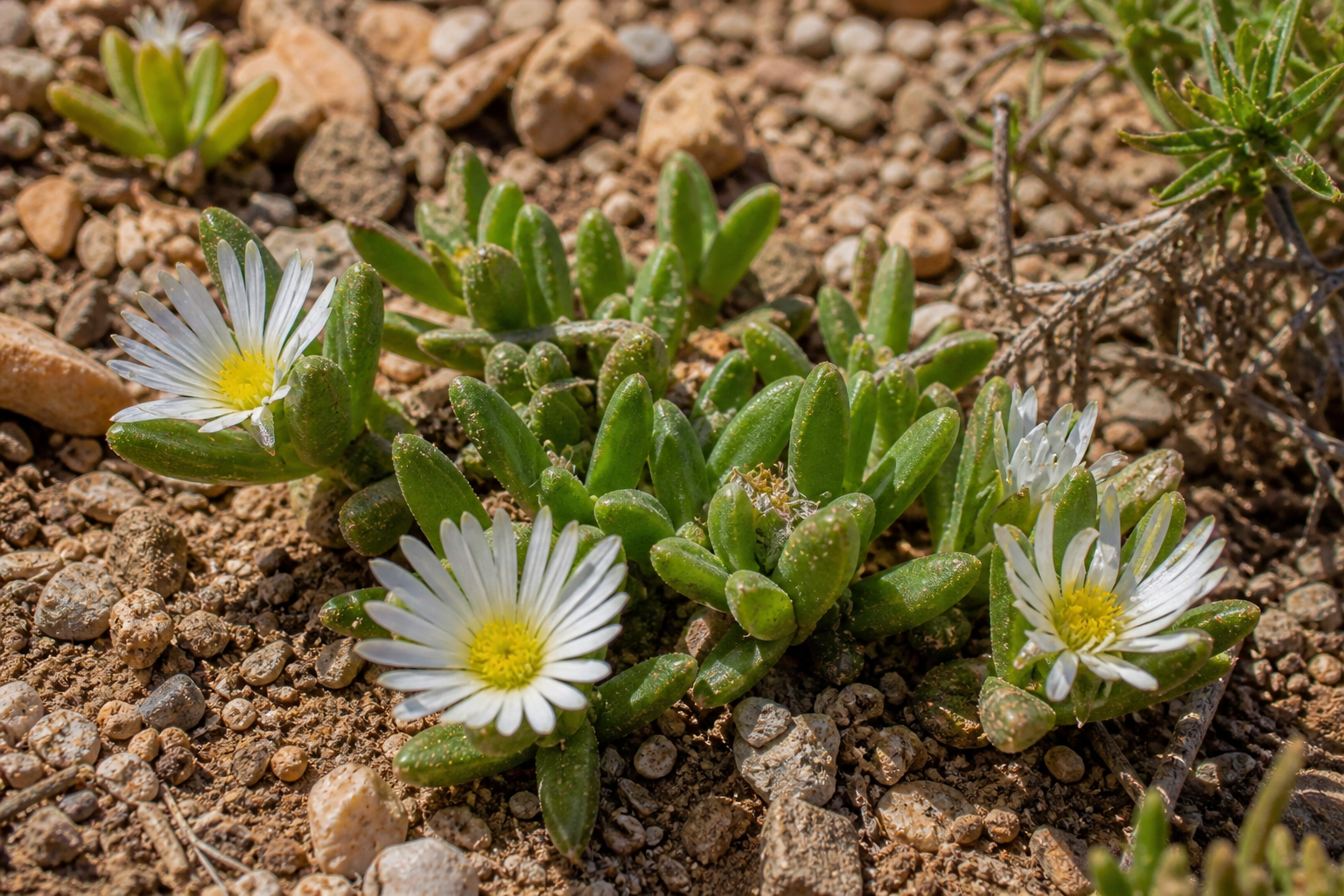 Sceletium tortuosum im natürlichen Lebensraum Karoo mit weißen Blumen und gelbem Zentrum