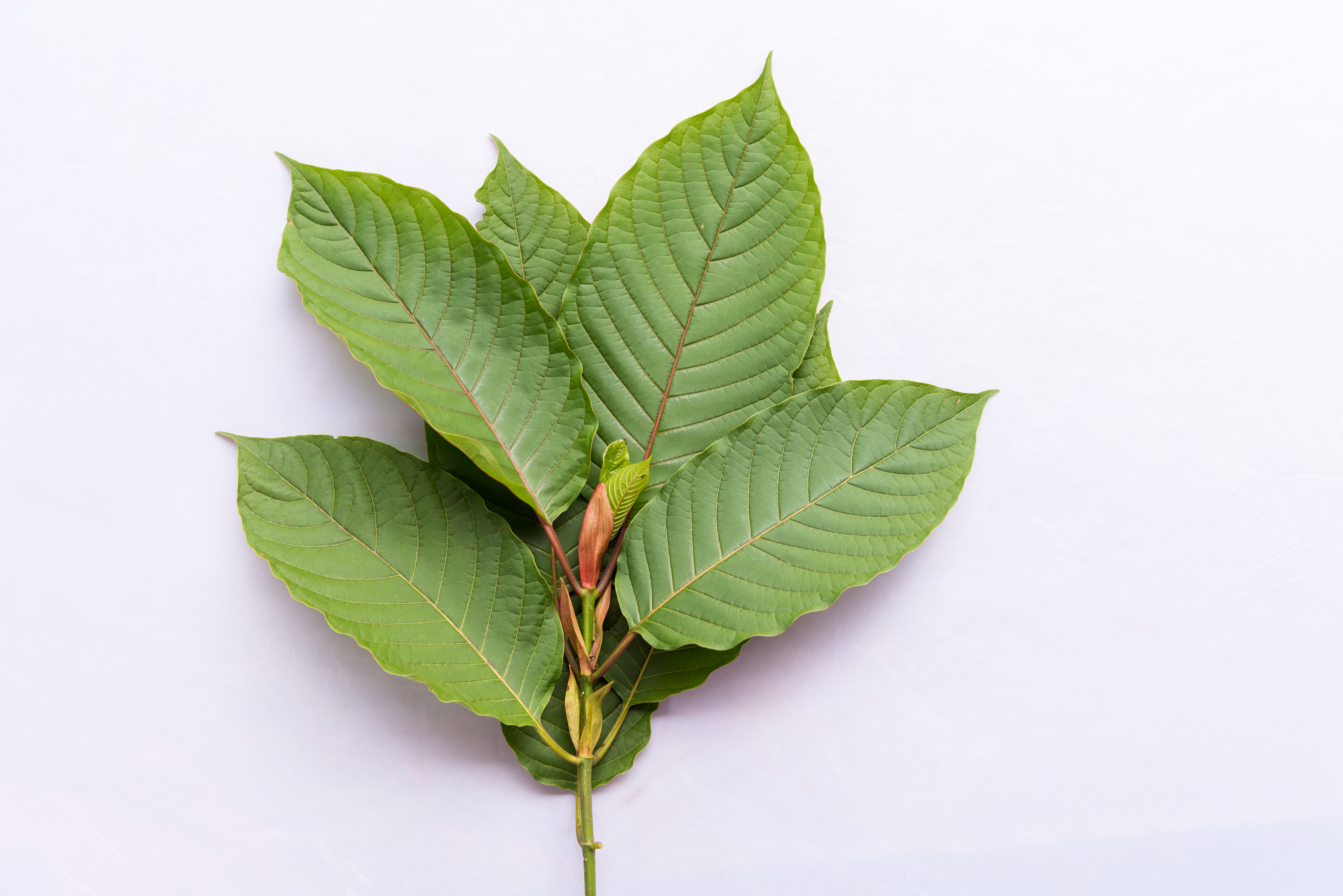 Junger Trieb von Mitragyna speciosa — sensible Anfangsphase zu Austrocknung und Luftströmen
