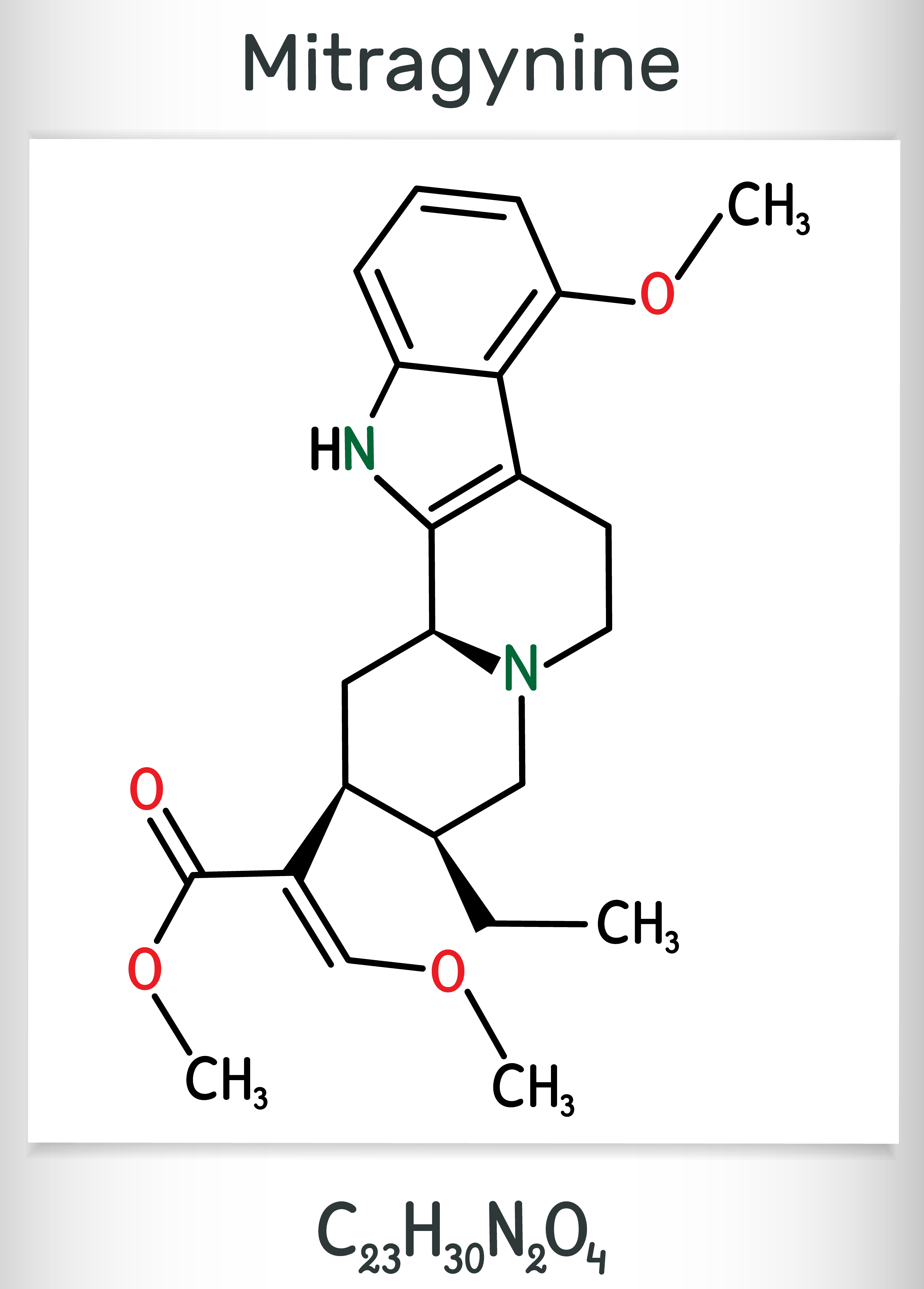 Blätter von Mitragyna speciosa (Kratom)