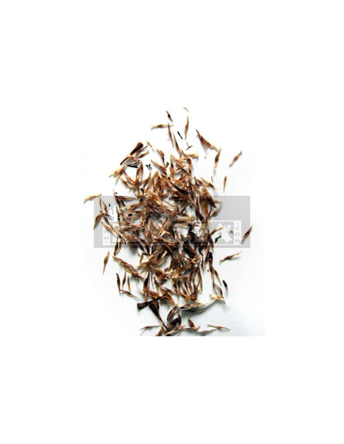 Seeds of Mitragyna speciosa - pod maturity determines viability
