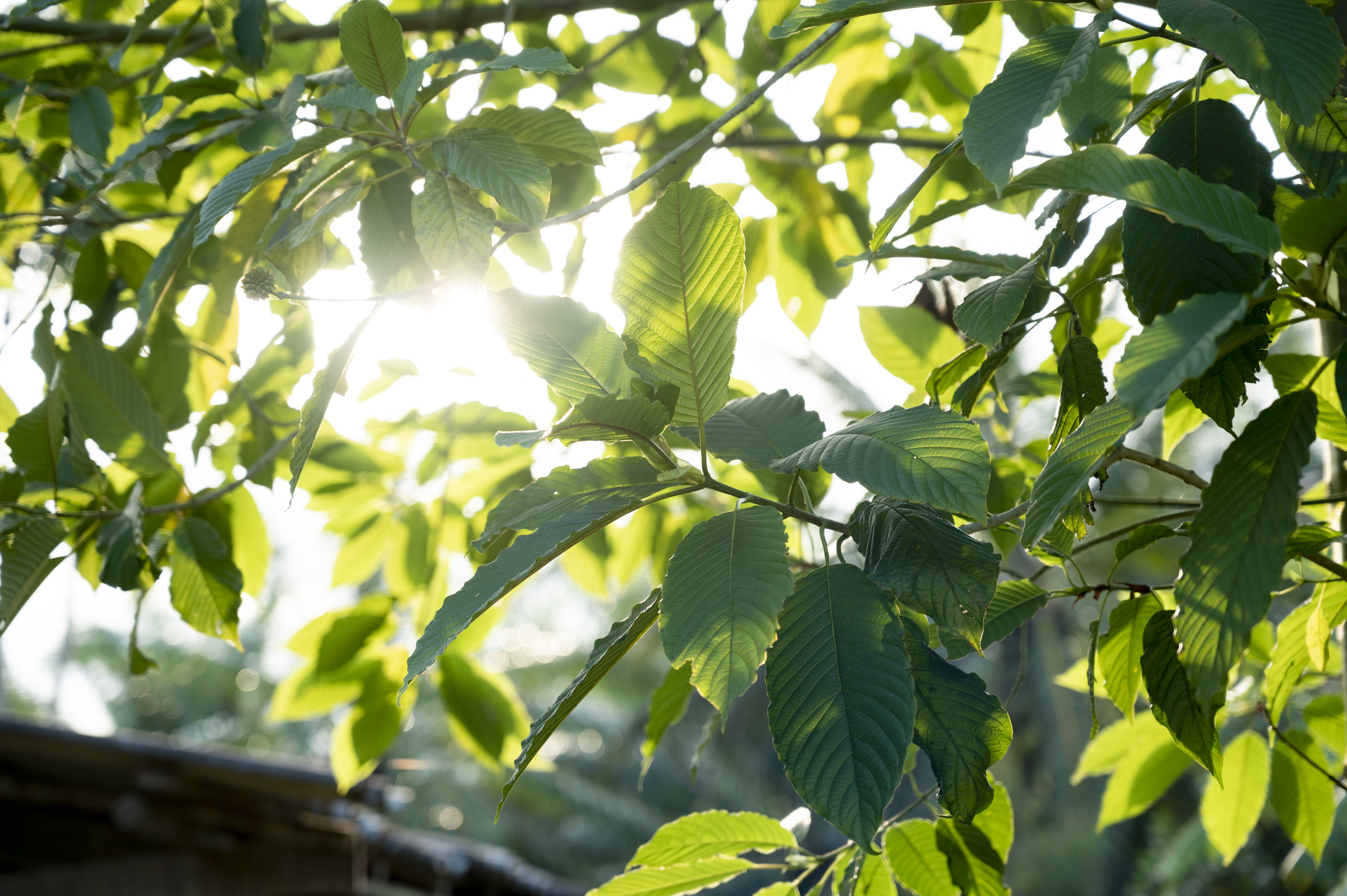 Krone von Mitragyna speciosa bei diffusem Sonnenlicht — Bedingungen für indirektes Licht des natürlichen Lebensraums