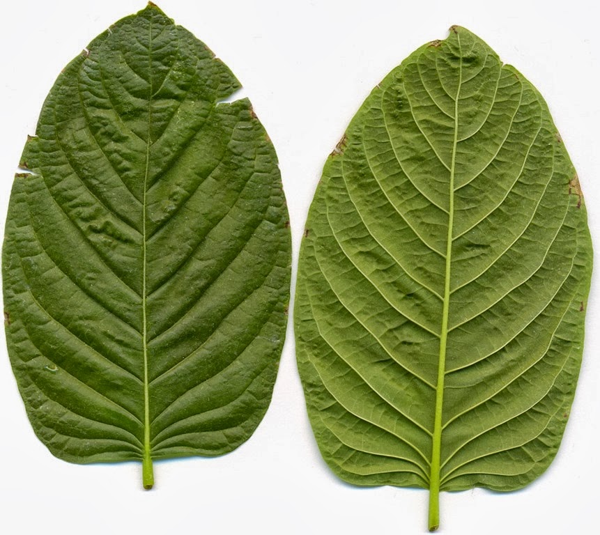 Feuilles de Kratom, recto et verso, par Manuel Jebauer