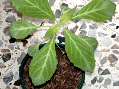 Salvia divinorum