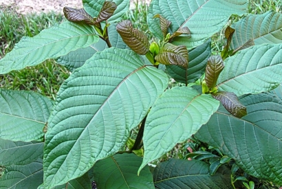 Kratom: on the verge of prohibition