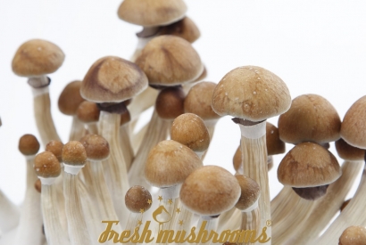 Mein erstes Pilz-Set: Psilocybe cubensis | EDABEA SL