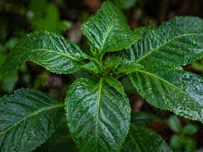 Différences entre les feuilles et les extraits de Salvia Divinorum