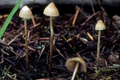 Psilocybe for anxiety and depression